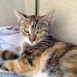 Meet your Posher, Juliet